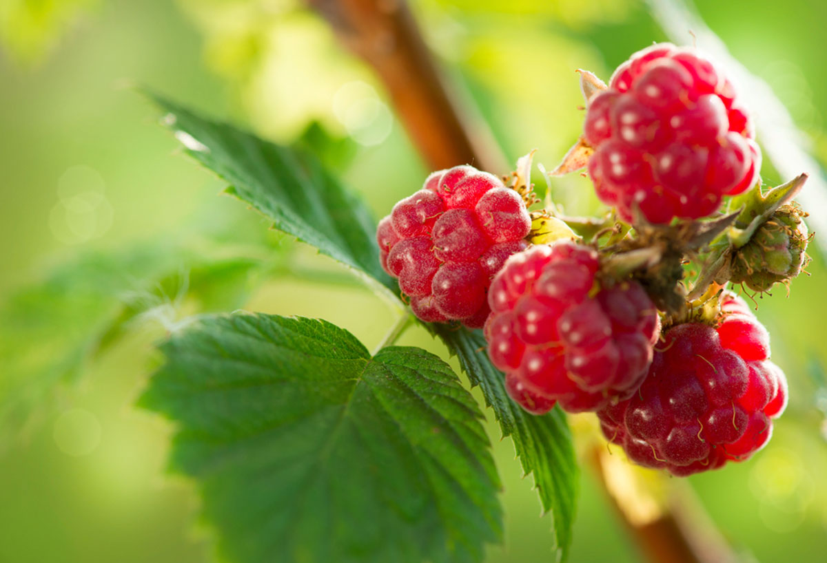 Flavour Feature: Raspberries